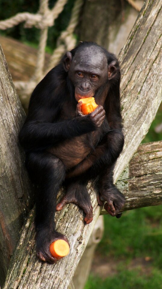 Eating wildlife chimpanzee