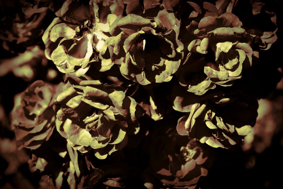 Photos edited