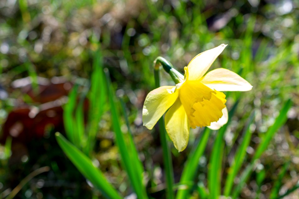 daffodils photo