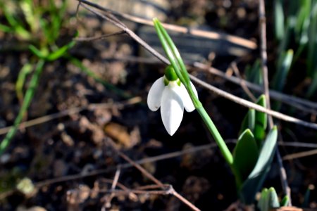 snowdrops