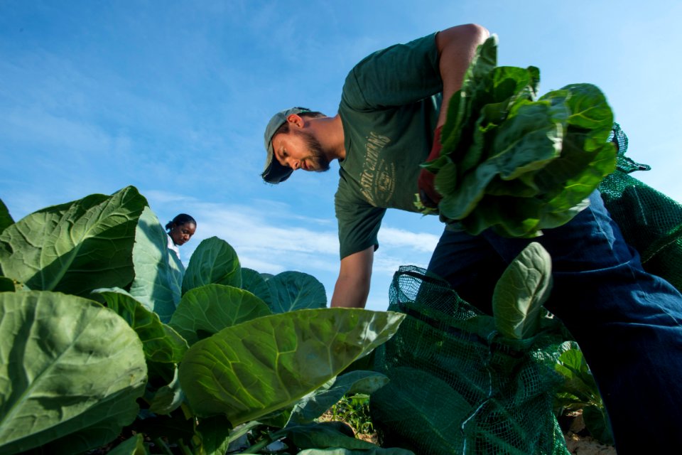 20170714-PJK-Gleaning-0148TONED