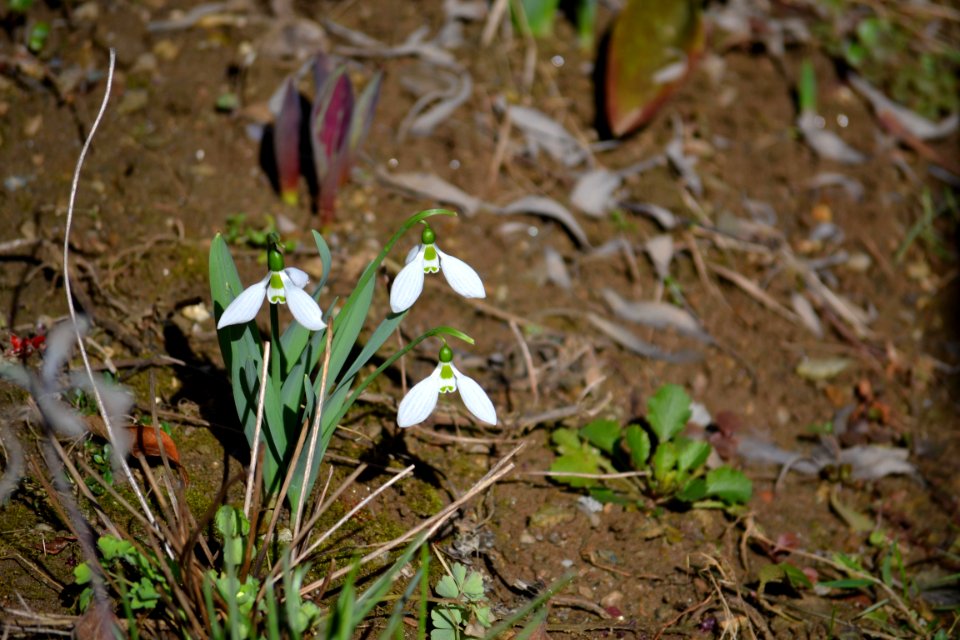 snowdrop