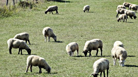 Clouds livestock graze photo