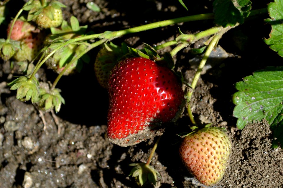 In the garden