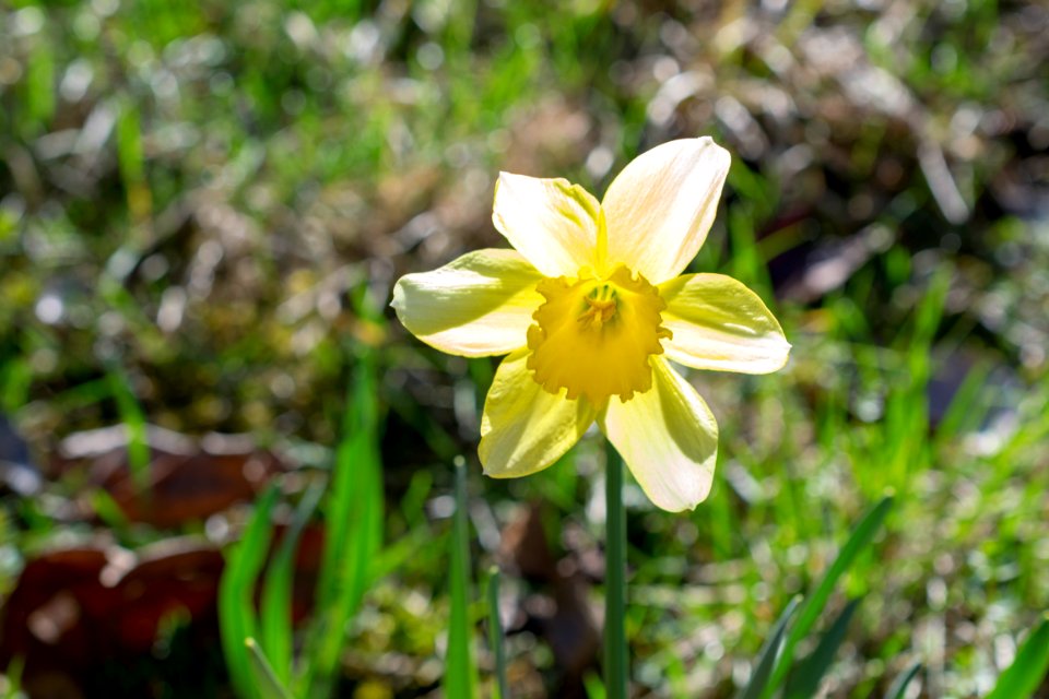daffodils