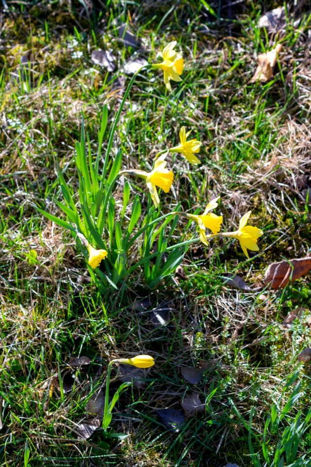 daffodils