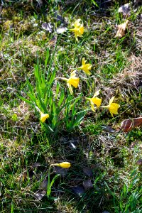 daffodils