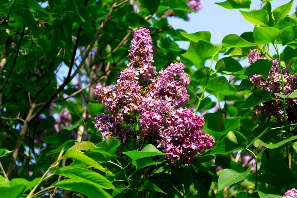 lilac