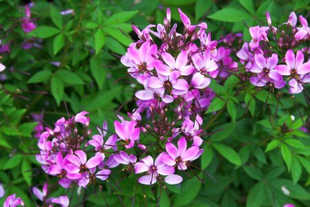 Flower purple violet photo