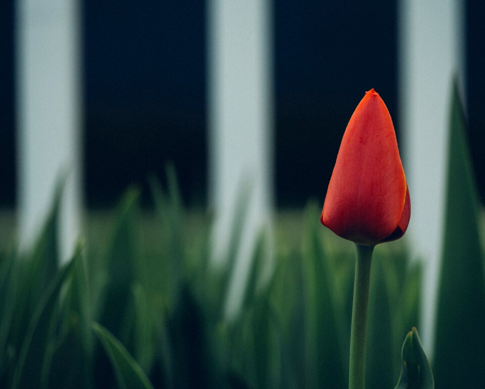 Closed red spring
