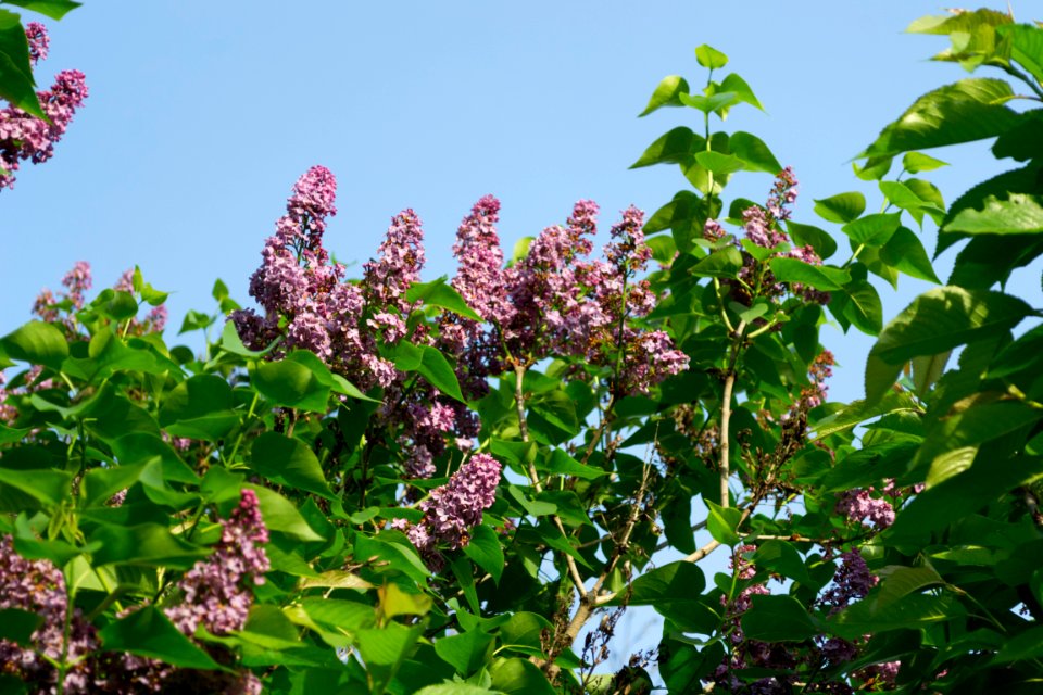 lilac