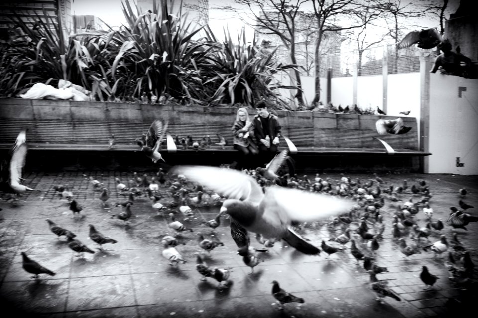 Birds... Birds... Birds | Manchester Walkabout photo