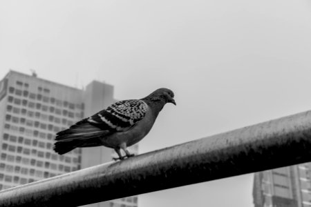 Just a Pigeon photo