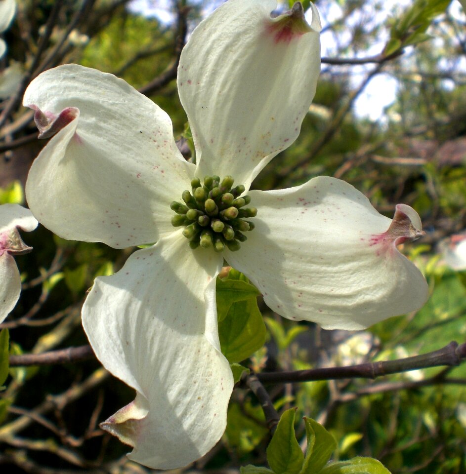 Cornus dogwood dogwood greenhouse