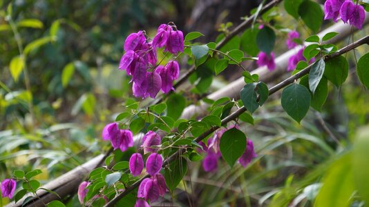 Plant natural bougainvillea