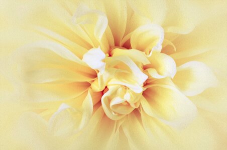 Sunny abstract delicate