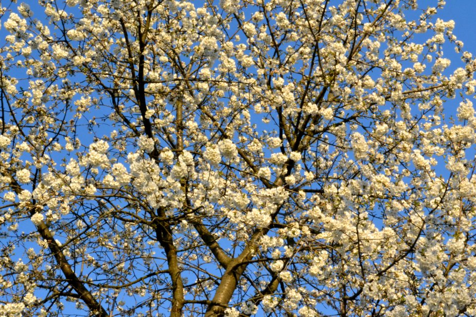 cherry blossoms photo