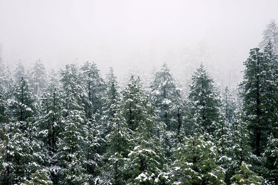 Evergreen nature green