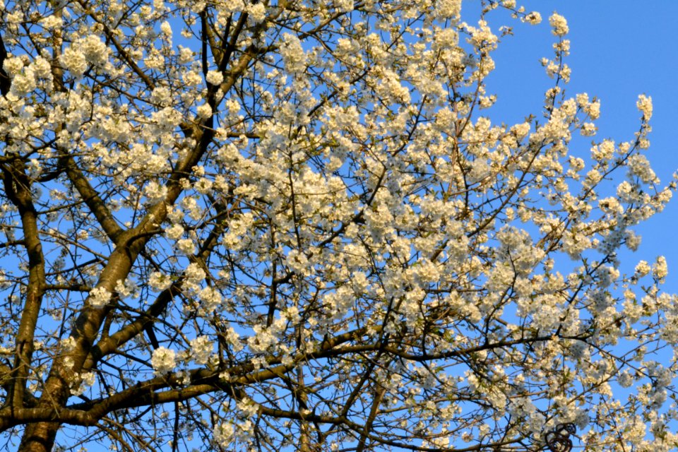 cherry blossoms