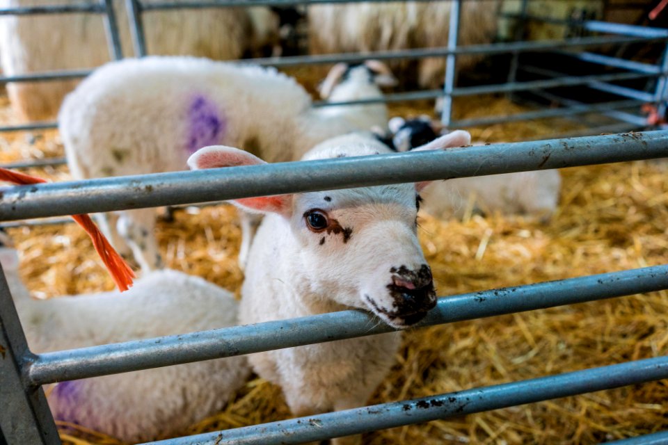Whin Yeats Dairy - Open Farm Sunday - -4