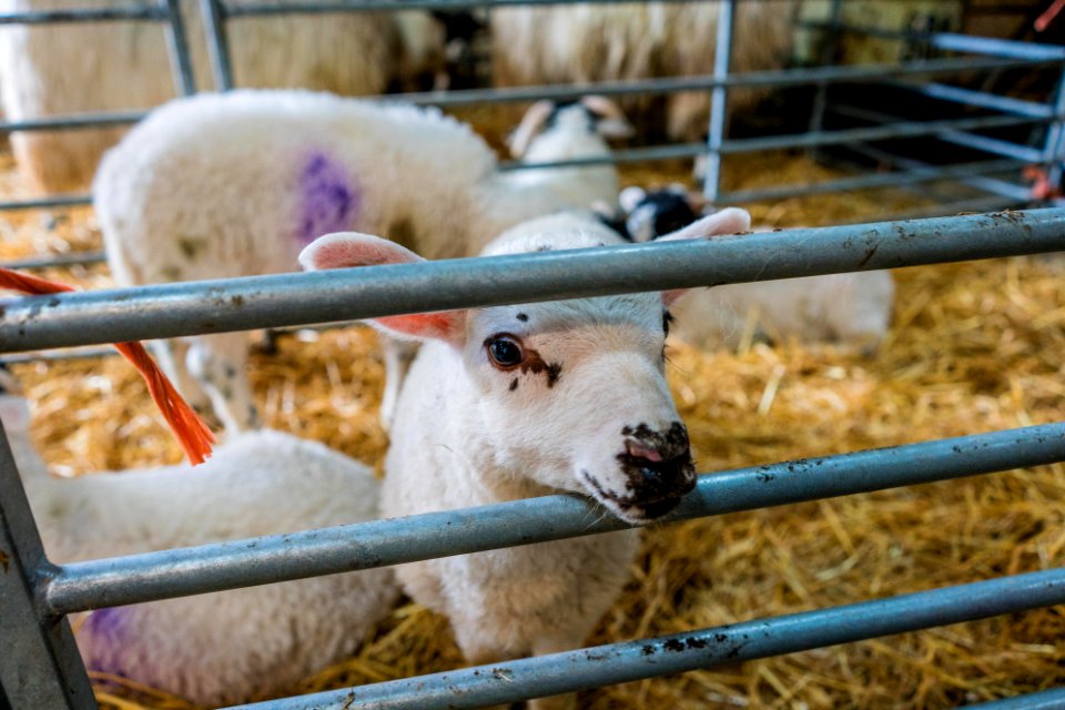 Whin Yeats Dairy - Open Farm Sunday - -4 photo