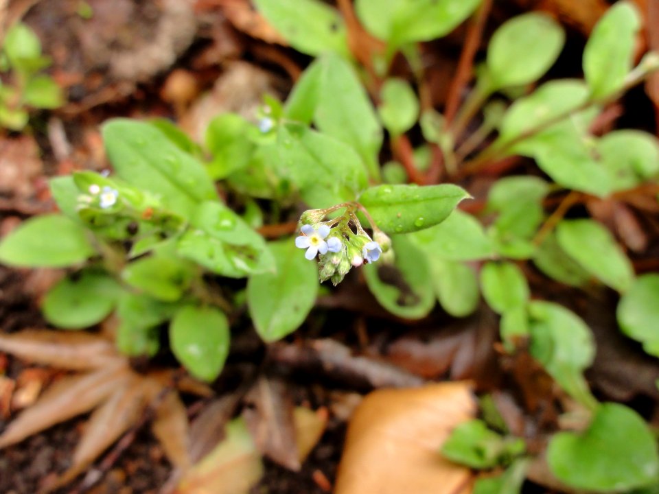 キュウリグサ[胡瓜草][Trigonotis peduncularis]
