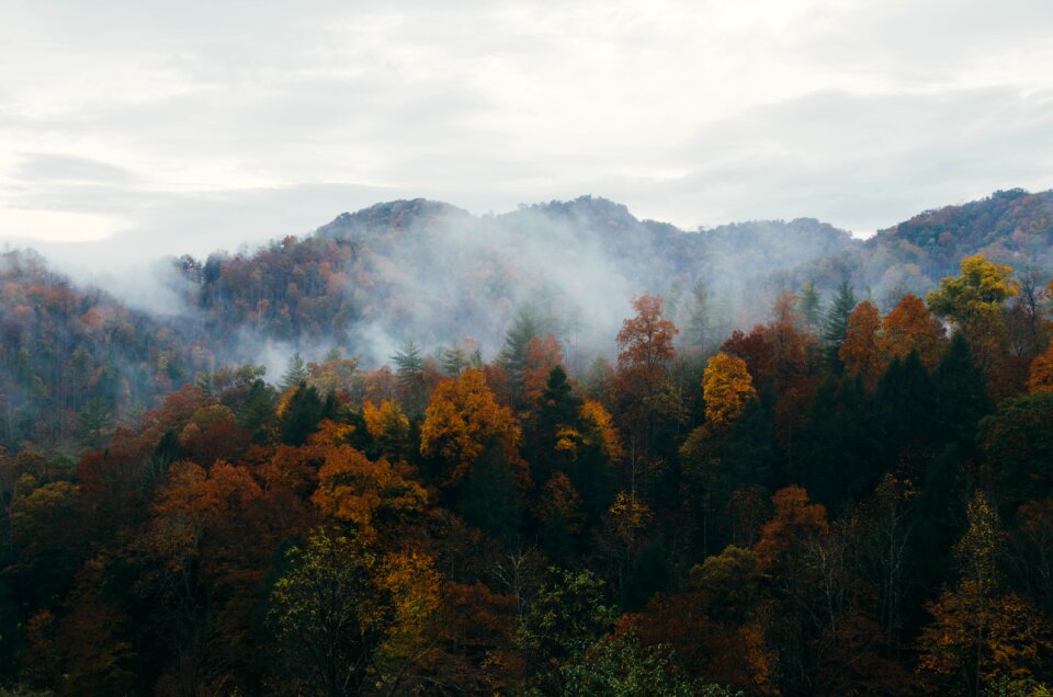 Autumn foliage yellowed