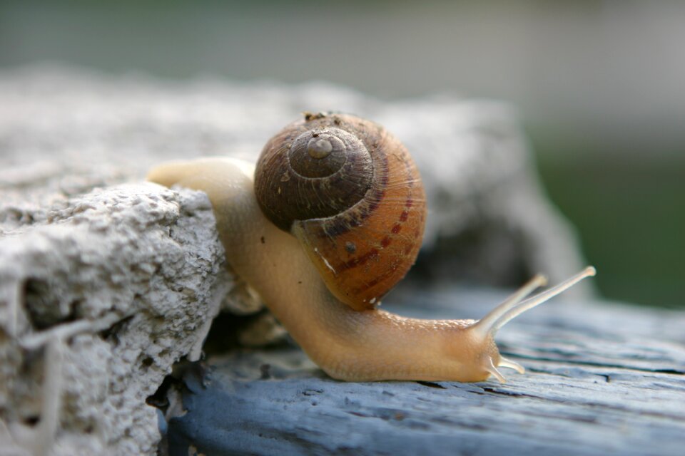 Crawling snails schell