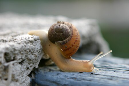 Crawling snails schell