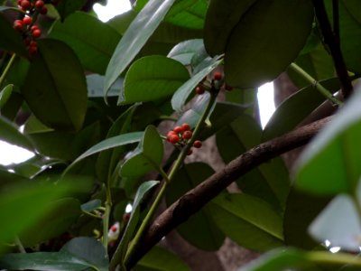 タラヨウ[多羅葉][Ilex latifolia]-実02