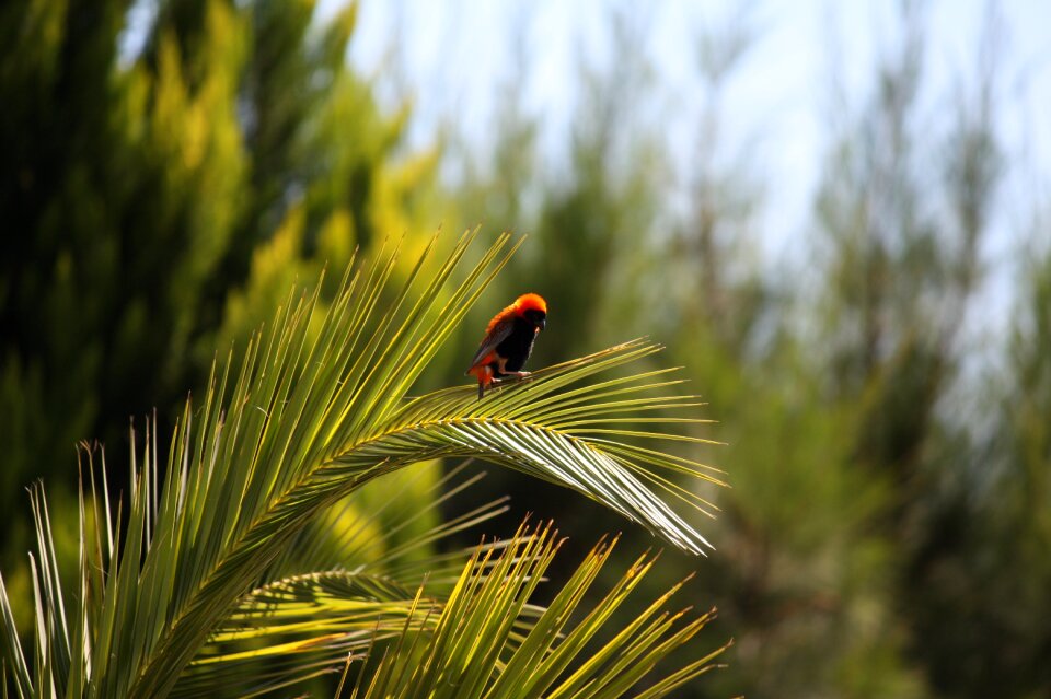 South africa nature green