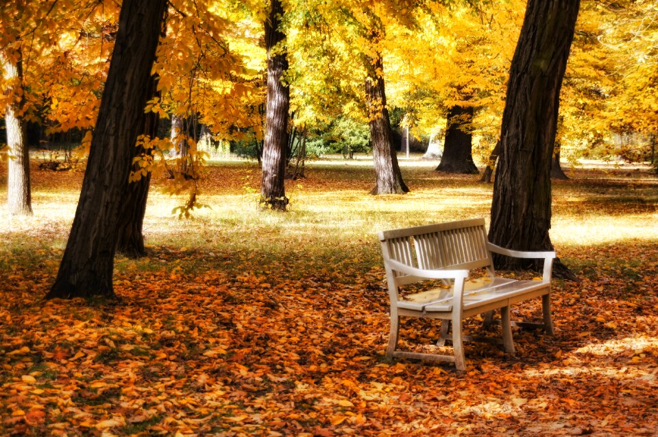 Autumn bank schlossgarten