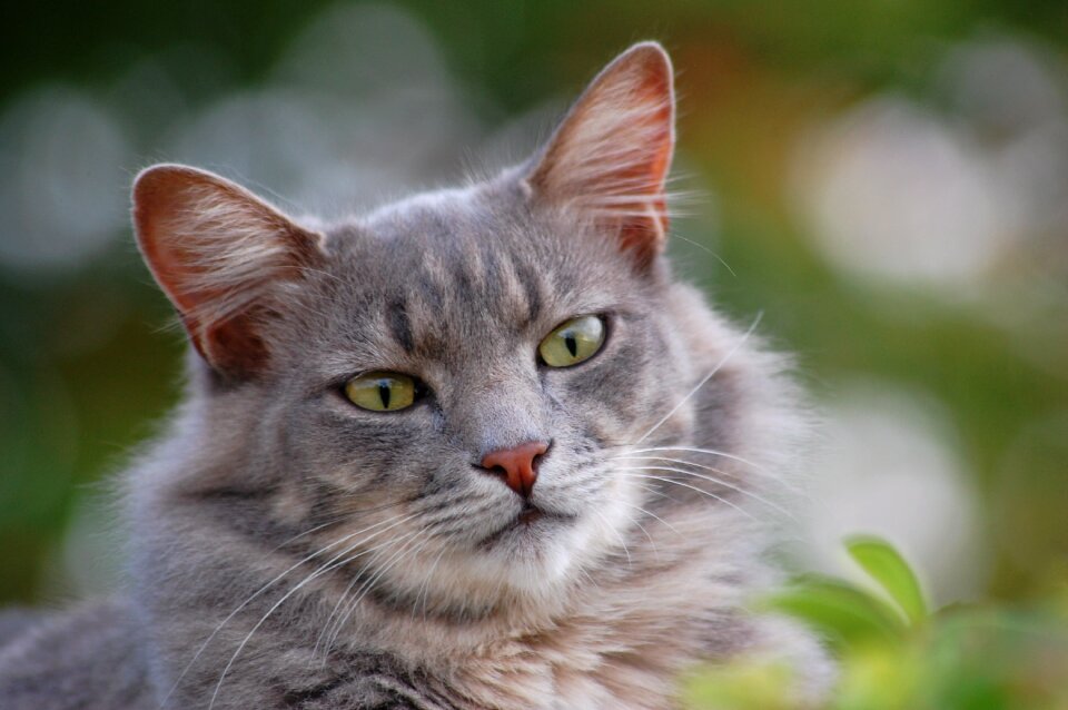 Nature furry gray cat