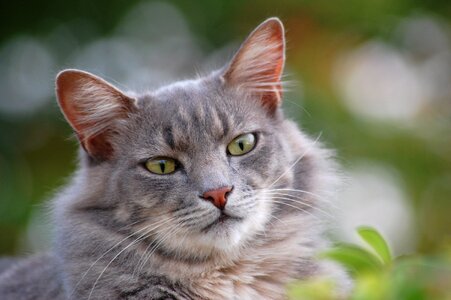 Nature furry gray cat photo