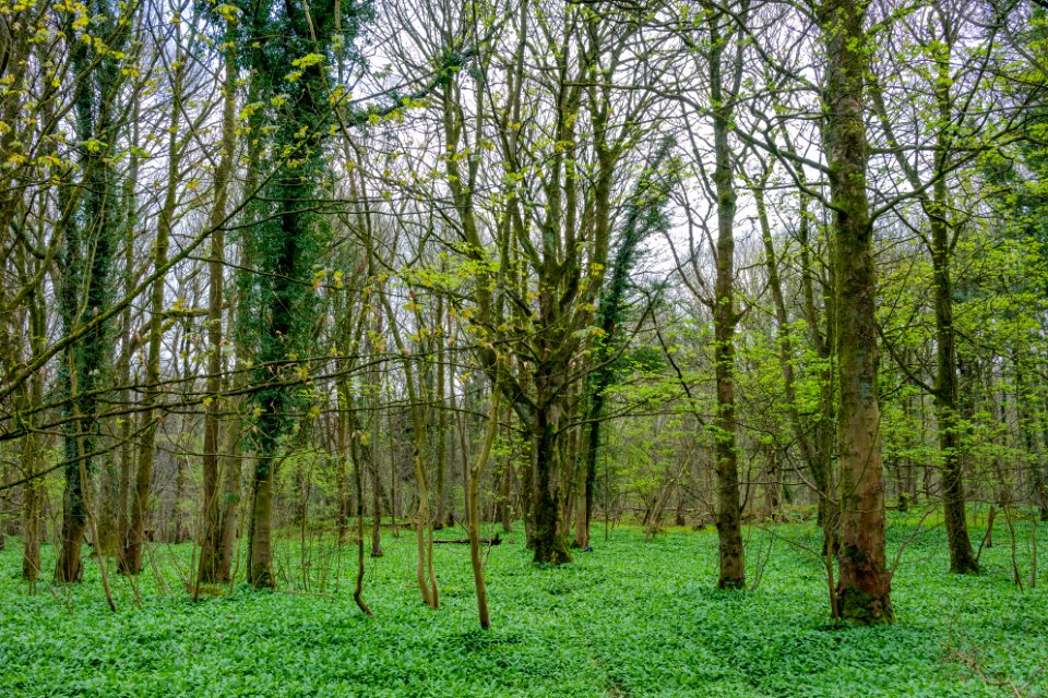 Wild Garlic photo