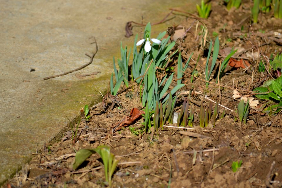 snowdrop