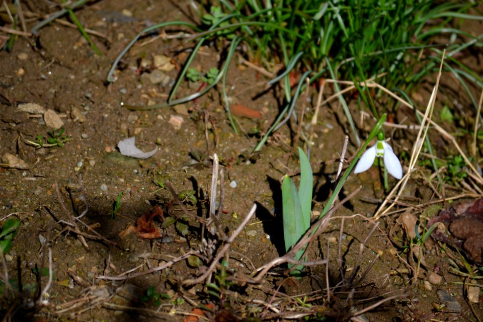 snowdrop