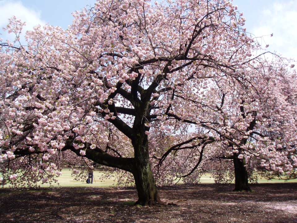Blossom tree pink