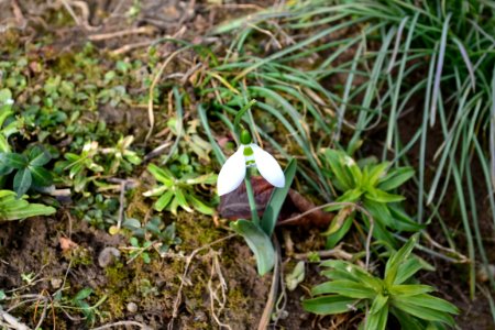 Snowdrops in February