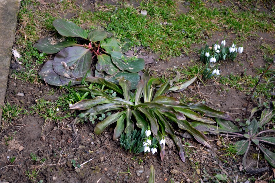 snowdrops