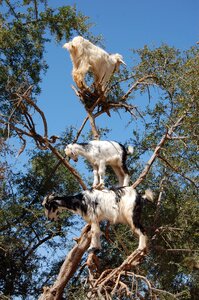 Animal goats nature