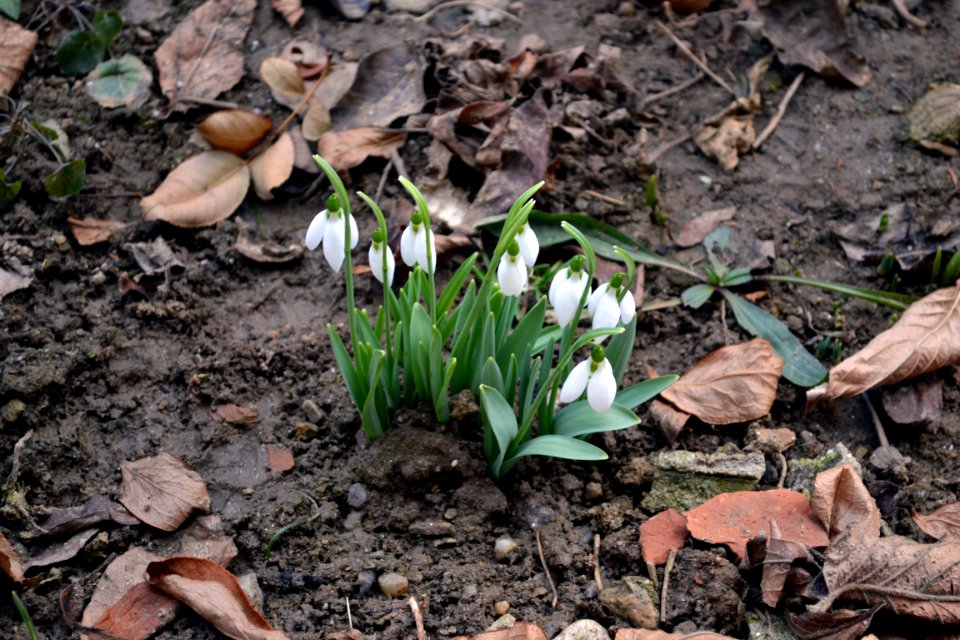 snowdrops