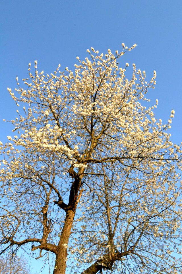 cherry blossoms photo