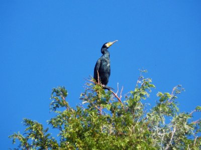 カワウ [河鵜, 川鵜] [Great Cormorant] [Phalacrocorax carbo]