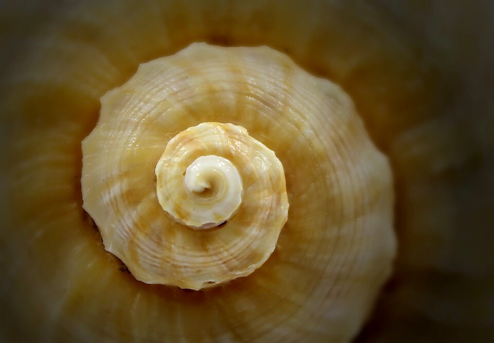 Spiral sea the clams
