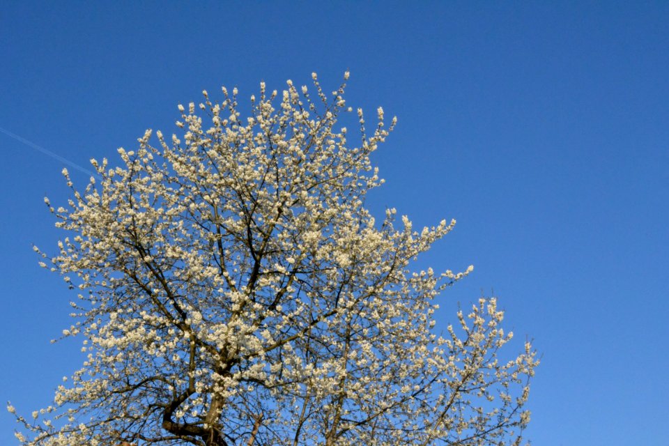 cherry blossoms