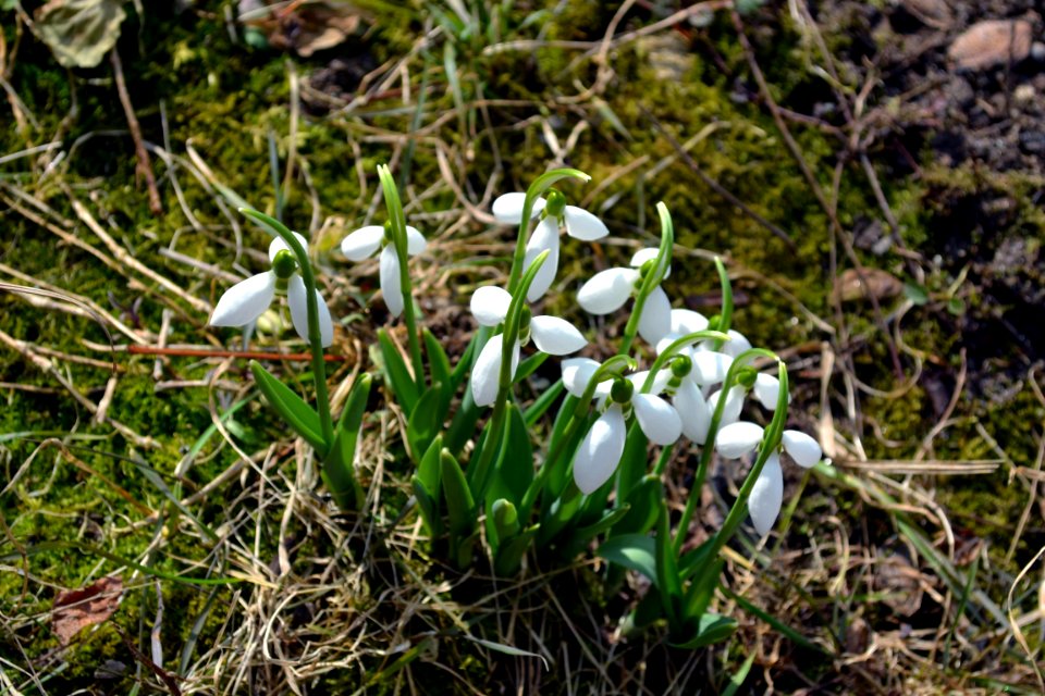 snowdrops