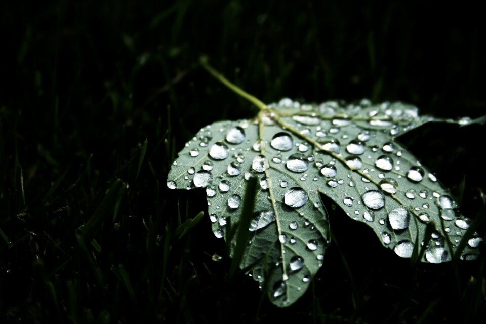 Wet nature black background