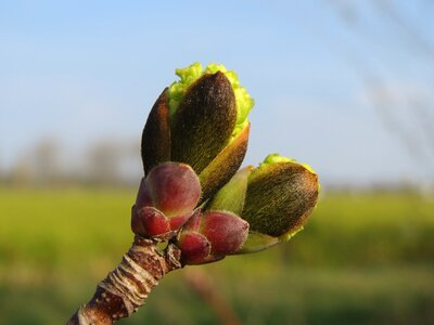 Macro tree twig photo