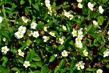 Flower of wild strawberry